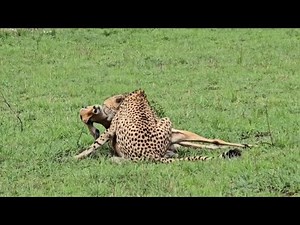cheetah attacking a impala in the field grass video