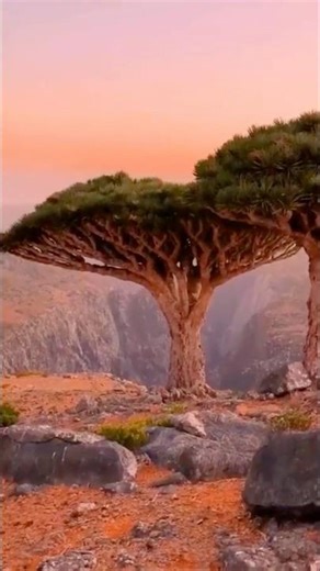 🇾🇪 Socotra - Most Unique Island