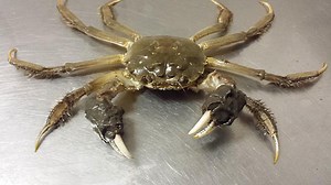 Frygtet krabbe har indtaget dansk fjord: - Det er rigtig skidt