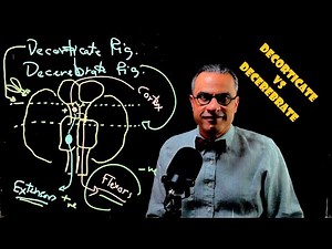 Decorticate vs Decerebrate