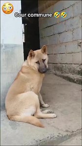 Cour commune 💔🤣🤣🤣 #pourtoi #pourrire #fypシ゚ | Daverling David243