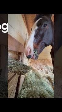 Horse Keeps Dipping Hay In Water Bowl || ViralHog