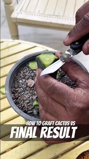 🌵how to graft CACTUS #grafting #cactus #graftingresult #cactulover #rarecactus #grow