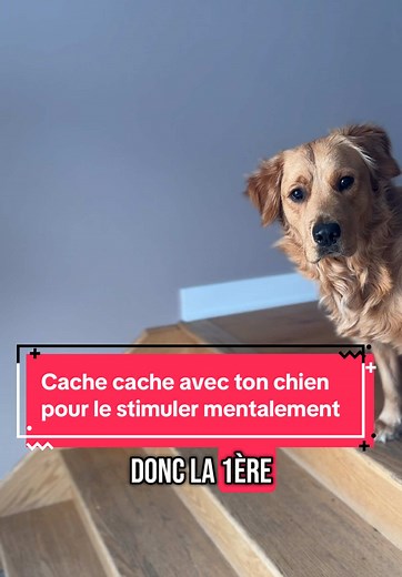 Cache-cache : un jeu stimulant pour votre chien