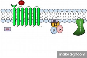 Signal Transduction on Make a GIF