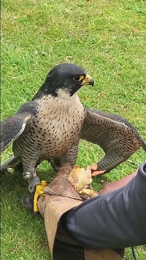 PEREGRINE ON THE LURE (TRADE-OFF)