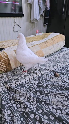 MasterLab Multan Official✅ (@master.lab.multan5)’s videos with original sound - ⚖️ Bar Council ⚖️