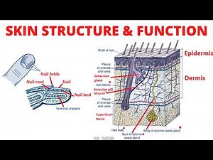 Integumentary System | Structure and Function of the Skin