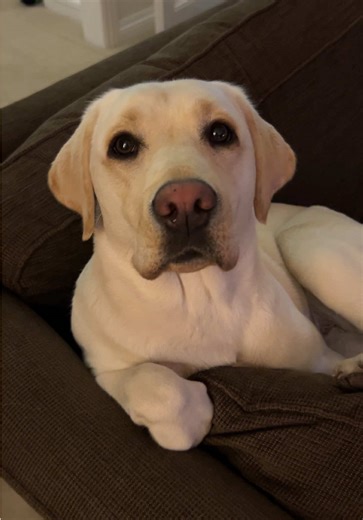 Labrador Love: Unleashing the Cutest Traits