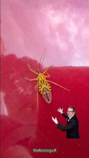 I found the Yellow Biting Bug 🟡🦂‼️