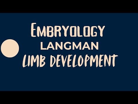 Limb development | Embryology | Langman | Simple explanation with notes and images
