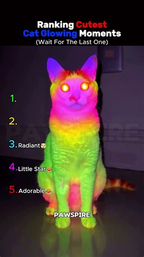 Ranking Cutest Cat Glowing Moments 😭 #shorts #usa #funny #cat