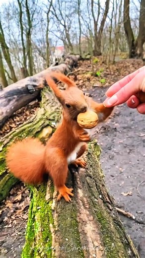 Amazing Animals Transformation | Small to Big Growth