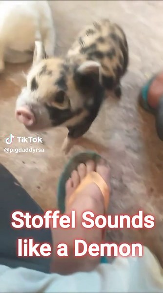 Stoffel sounds like a Demon #minipig #piggy #potbelly #wildboarfarm #hog #vark #Rescue #Demon #minipiggy