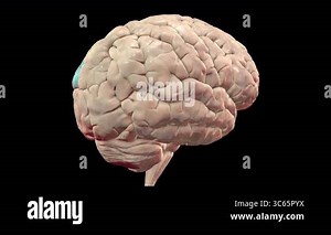 Animation of a human brain rotating 360 degrees with the precuneus gyri highlighted in light blue. The precuneus gyri are involved in self-awareness, memory retrieval and visuospatial processing Stock Video Footage - Alamy
