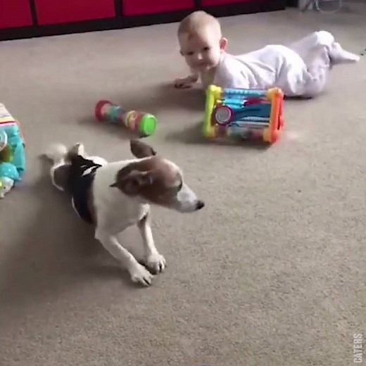 2M views · 66K reactions | Dog teaches baby how to crawl  | LADbible | Facebook
