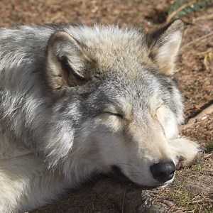 Unbeknownst to him, Silas is making the world better for his wild kin. Thank you, Silas ❤️ | Wolf Conservation Center