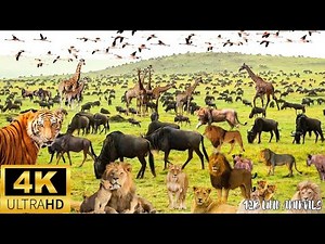 4K African Animals： The Ultimate African Safari Experience With Real Sounds