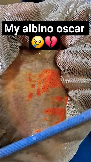 Meri Albino oscar 😢 💔 #oscarfish #aquarium #fish #shortsviral #viralvideo #ytshorts #shorts