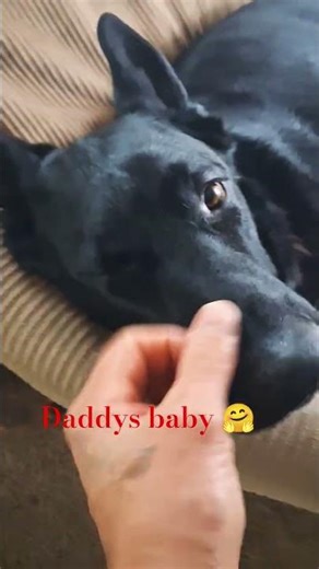 Love his face❤️ #germanshepherd #dogshorts #dog #doglife #love #happy ‪@robertkrizenesky4248‬