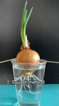 Ever seen chromosomes under a microscope?