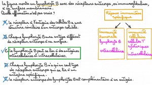 Rappeler les caractéristiques des lymphocytes B