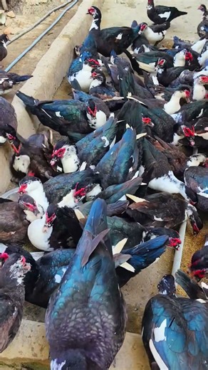 Chinese Duck Farming.#china_duck