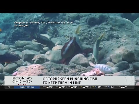 Octopus seen punching fish to keep them in line