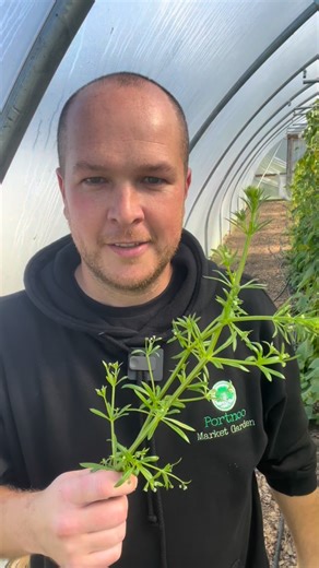 Cleavers, also known as goosegrass, is a powerful spring herb traditionally used to support the lymphatic system, kidneys and skin health. It acts as a diuretic, helping reduce fluid retention and supporting the body’s natural detox pathways. It’s best harvested young in spring when the plant is tender and full of life. Cleavers Tea 🌱 Rinse and roughly chop a generous handful of fresh cleavers. Pour over 250–300ml hot (not boiling) water, cover and steep for 10–15 minutes. Strain and drink. For