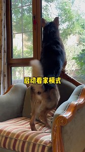 狗狗聽語氣還是聽內容Do dogs listen to tone or content #憨憨金和帅帅银 #寵物 #dog #reels | 憨憨金和帅帅银