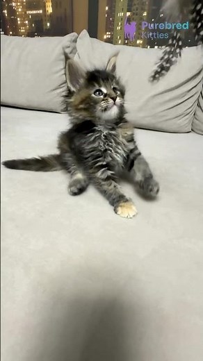 Honda – Brown Tortoise Classic Tabby Maine Coon 🐾 Sweet, Curious & Charming! 💖 #MaineCoon
