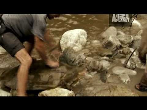 River Monsters: Turtle Strikes Like a Snake