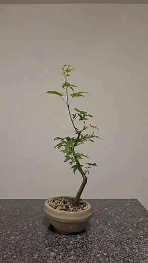 Trust the process🌳 Pure clip and grow✂️ #bonsai #fyp #fy #diy #channel #tutorial #how #to #grow #japanese #Maple | Saimon Reddy