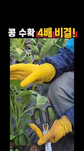 Want to harvest 4 times more soybeans? Essential care tips after the first pinching