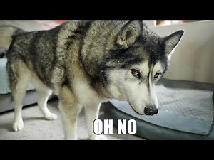 Husky Explains What’s Happened To His Poor Leg!