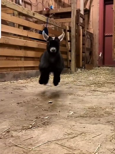 #cutelamb #funny #lol #jump #joy Cute lamb jumping and dancing to the rhythm 🐑🎵 Wholesome farm vibes, feel-good video, trending energy. When the beat drops and even the lamb can’t stop dancing 🐑🎶 Too cute to scroll past. Nature, vibes, and wholesome energy.