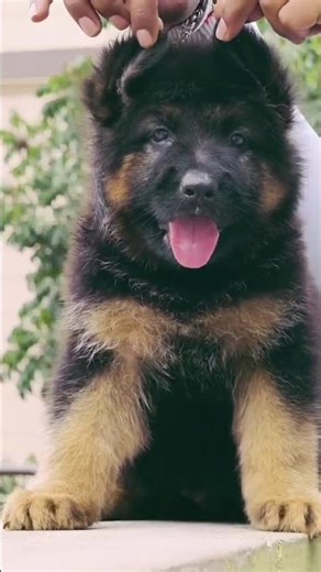 Top quality Gsd bush coat puppy...