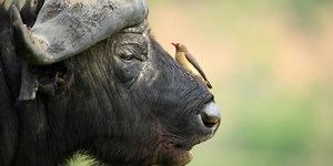 Do You Know These Animal Friends?