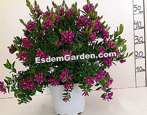 Polygala Myrtifolia 🌿 Todo Sobre Jardinería Y Diseño De Jardines - 2025