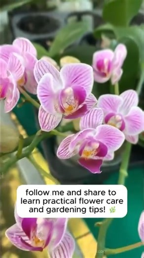 ✨ Orchid Propagation Tips 🌸 Want to grow more orchids from the ones you already have? With the right tricks, it’s easier than you think! 🌿 Follow along for simple steps to multiply your orchids and keep your garden blooming beautifully 🌺 👉 Save this post for later & follow for more gardening inspiration 🌱 #gardening #garden #gardeningtips #gardenlife #gardeninspiration #gardenideas #gardenlove #gardendesign #gardenersofinstagram #gardenersworld #garden_styles #gardenphotography #gardenlover
