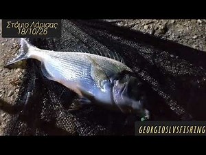 Τσιπούρα 1 kg , Χταπόδι 2,2kg με ζυμάρι και σαρδέλα στο Στόμιο και άφθονο γέλιο.