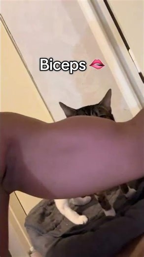 Dinner time for kitty with biceps #motivation #aestheic