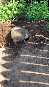 38K views · 581 reactions | And here we have an American Badger, named Billie, in her natural habitat digging and pushing dirt out of her den.  | Wild West Wildlife Rehabilitation Center | Facebook