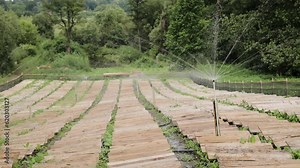 The automatic irrigation system on the snail farm. Rows of wooden decks for snail breeding. Green plants for snails feeding