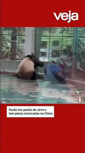 Pavão tira panda do sério e tem penas arrancadas na China
