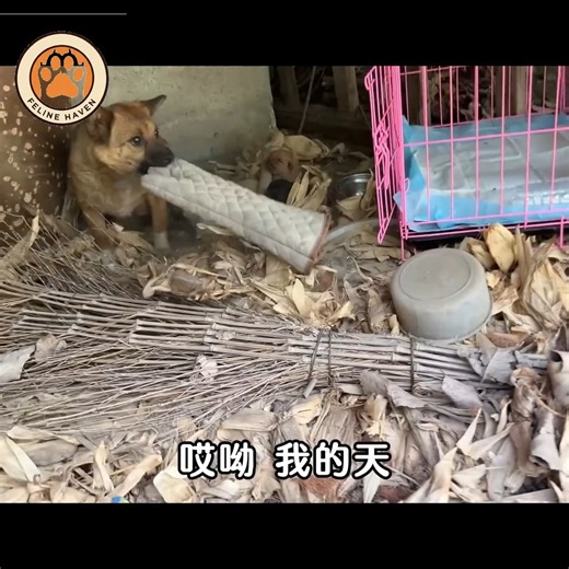 882K views · 22K reactions | In a Pigsty, a Mother Dog Gave Birth to Six Pups — Her Instinct to Protect Them Was Incredible | Feline Haven | Facebook