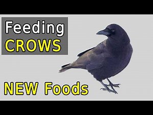 NEW Proven Food Ideas That Crows Will Love