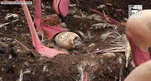 81K views · 214 reactions | "Another flamingo chick is hatching right now!!! It takes around 48 hours for a flamingo chick to fully hatch from it's shell." - Cincinnati Zoo & Botanical Garden | The National Desk - TND | Facebook