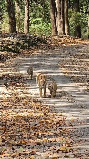 Explore the Beauty of Jim Corbett National Park | Book Your Jungle Safari Today 🐅🐅🐅🌿
