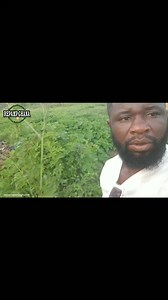 High BP | Jonathan Chu Attia